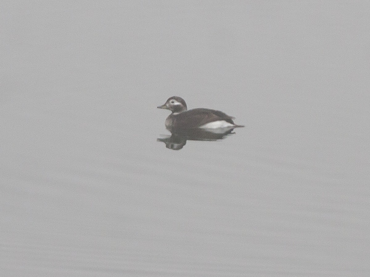 Long-tailed Duck - ML55209541