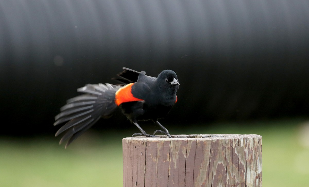 Red-winged Blackbird (Red-winged) - ML55210311