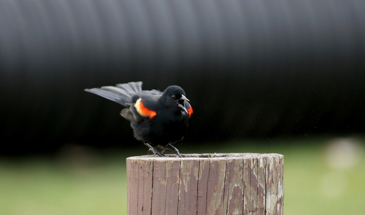 Red-winged Blackbird (Red-winged) - ML55210321