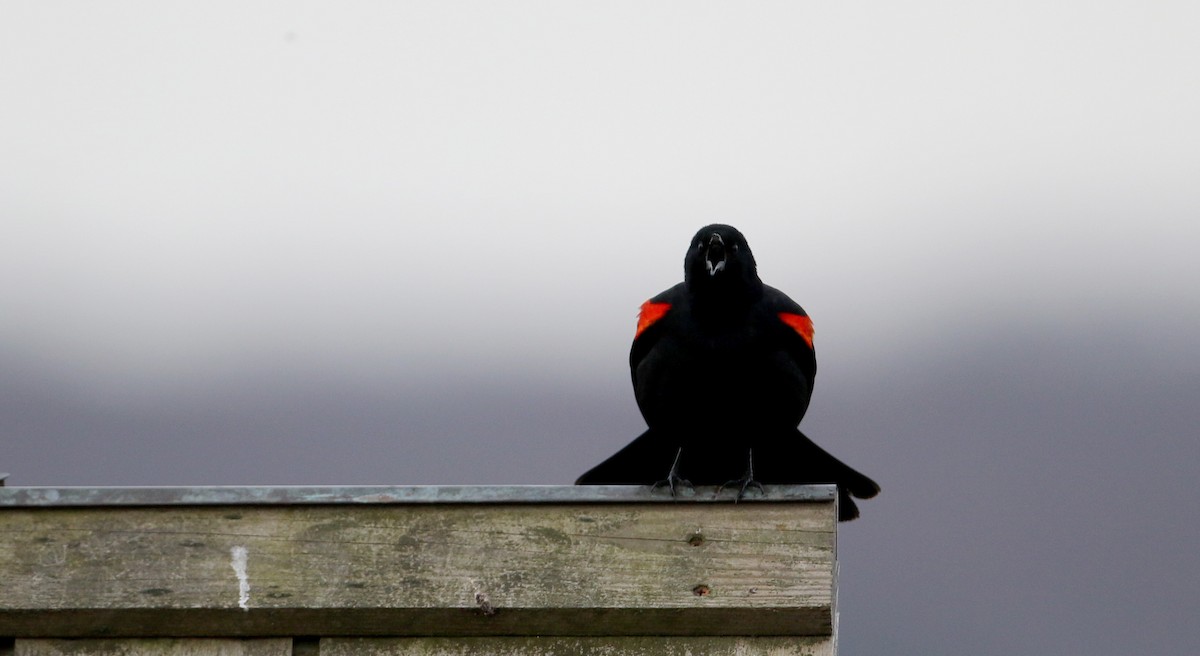 Red-winged Blackbird (Red-winged) - ML55210331