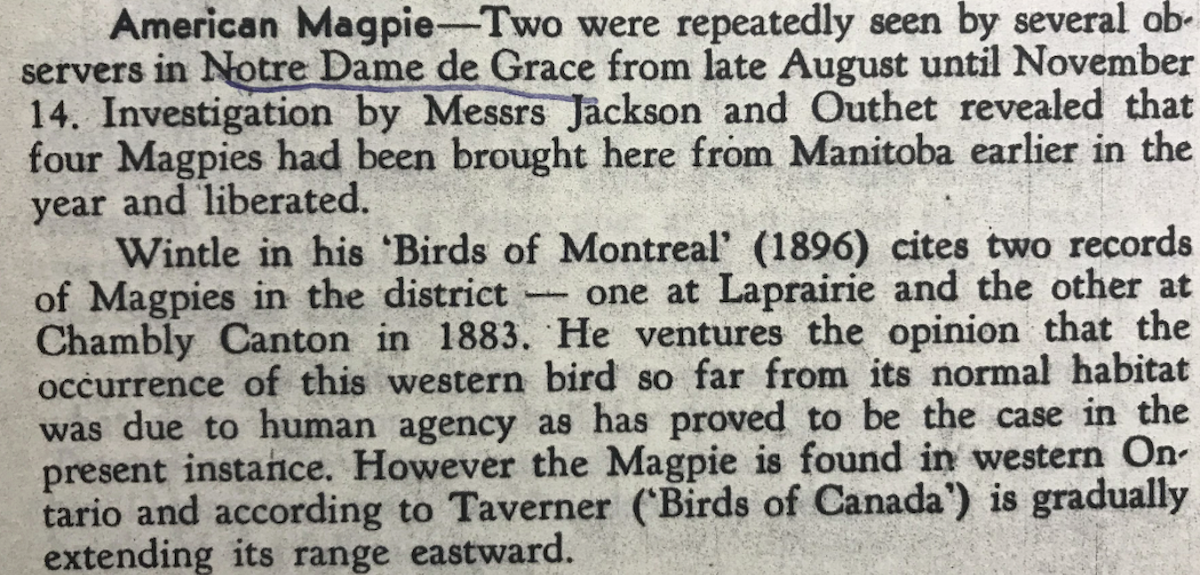 Black-billed Magpie - ML552106181