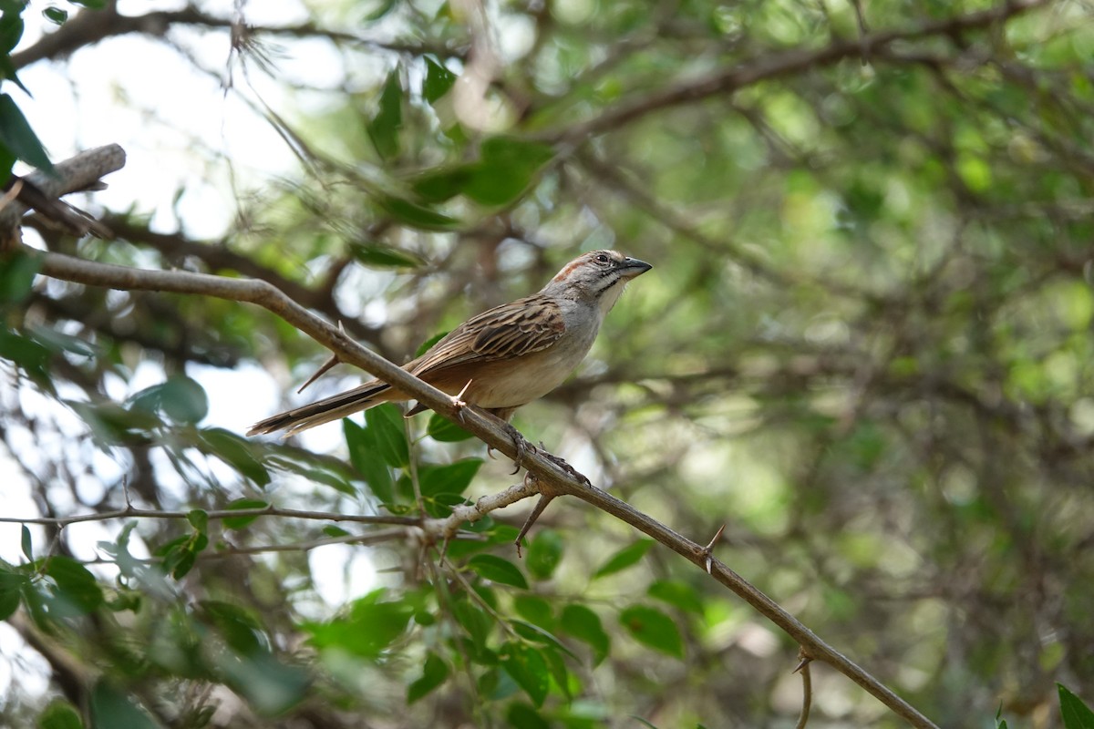 Chaco Sparrow - ML552109331
