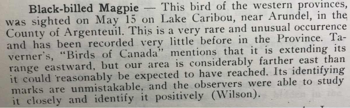 Black-billed Magpie - Comité d'homologation des oiseaux rares du Québec