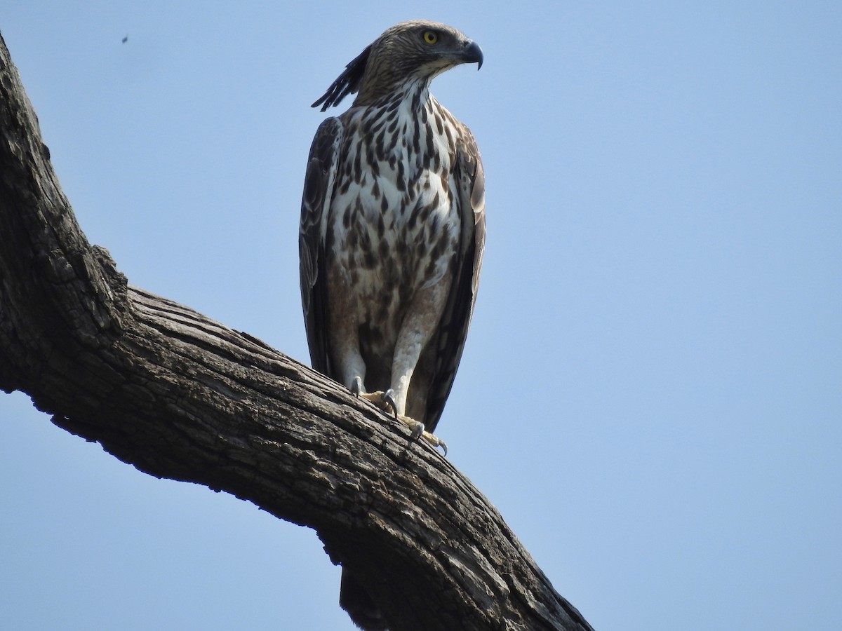 Changeable Hawk-Eagle (Crested) - ML552121161
