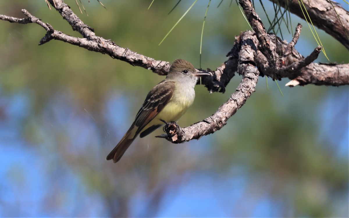 Great Crested Flycatcher - ML552129631