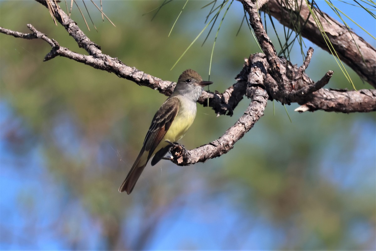 Great Crested Flycatcher - ML552129641