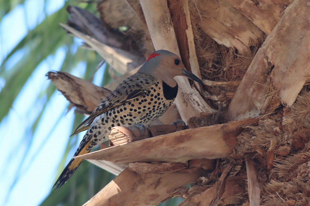 Northern Flicker (Yellow-shafted) - ML552133511