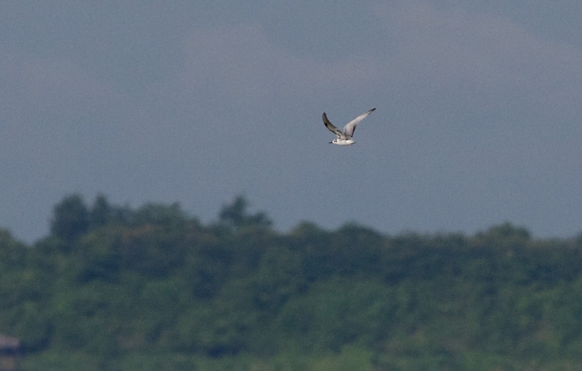 White-winged Tern - Rob Martin