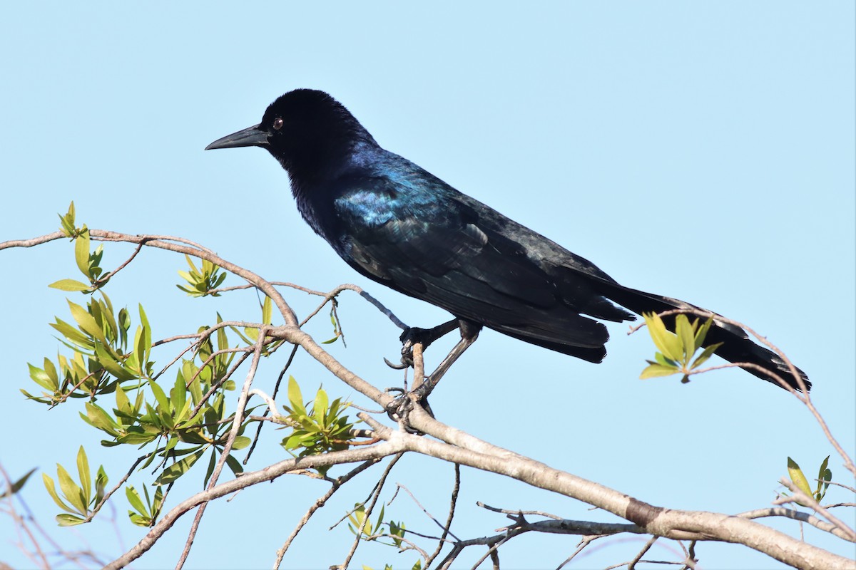 Boat-tailed Grackle - ML552133791
