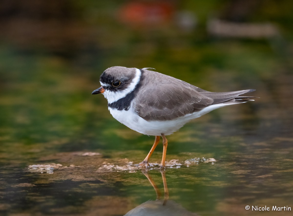 Semipalmated Plover - ML552135321