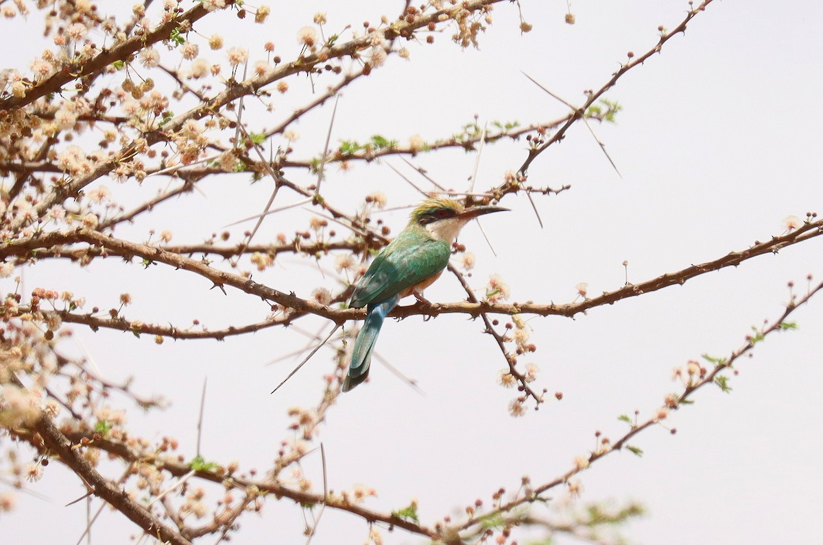 Somali Bee-eater - ML552140221