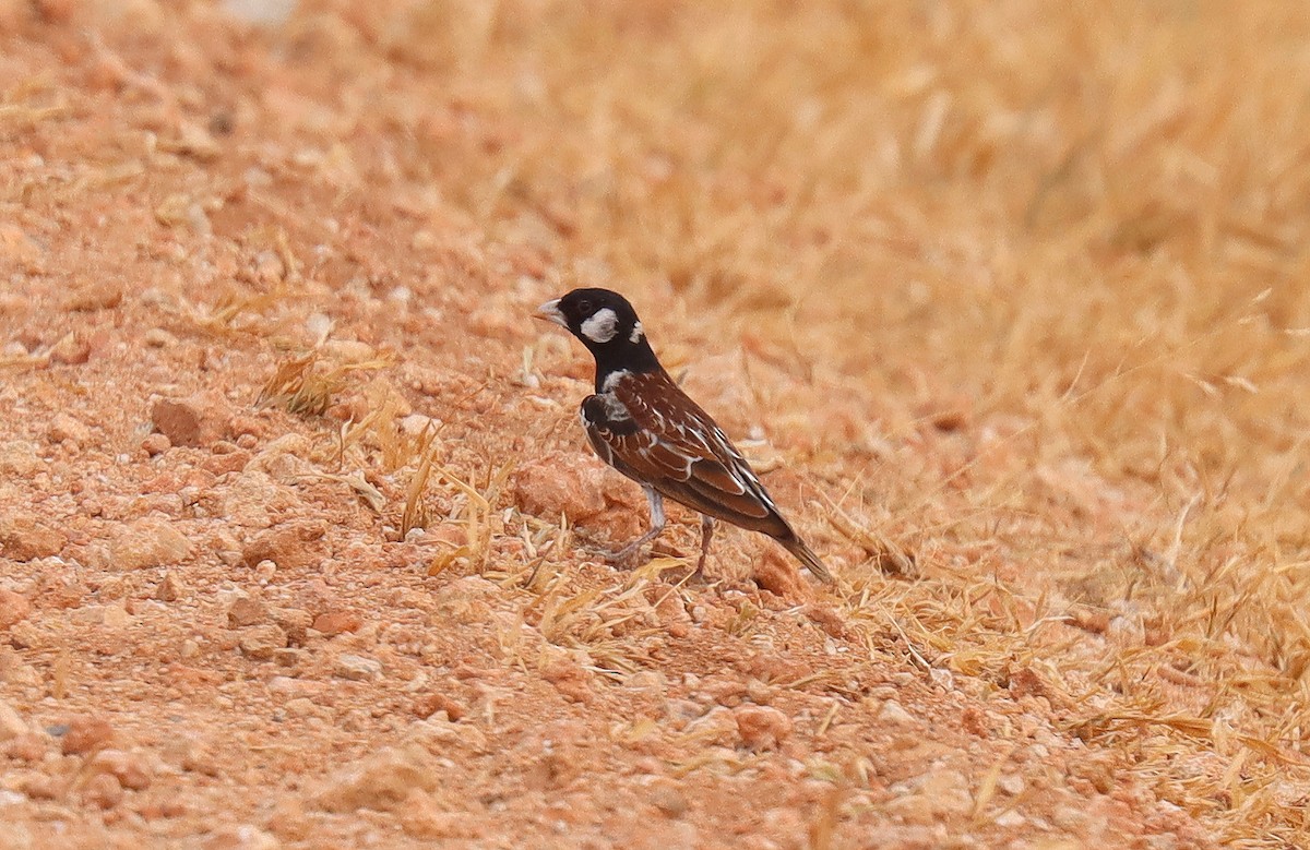 Chestnut-backed Sparrow-Lark - ML552141151