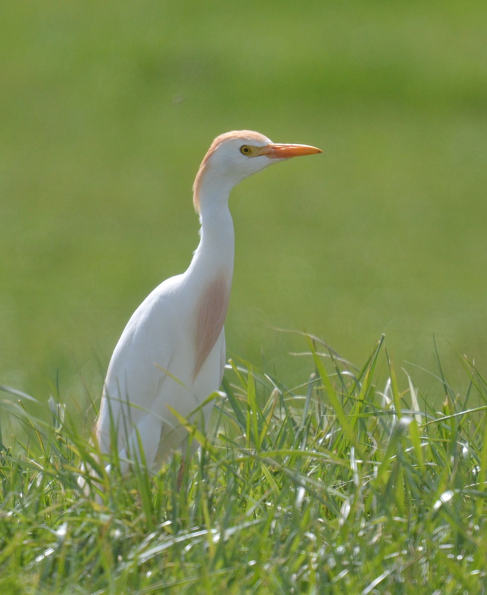 Western Cattle Egret - Jay Wherley