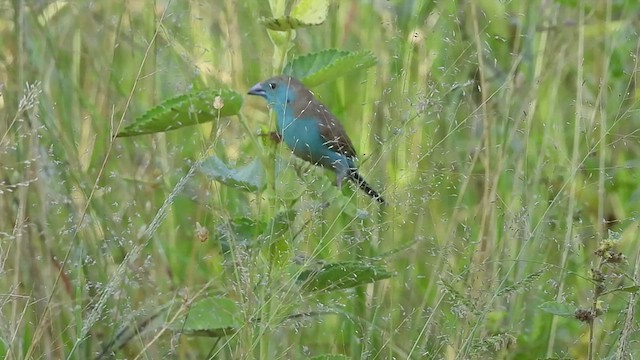 Blauastrild - ML552143481