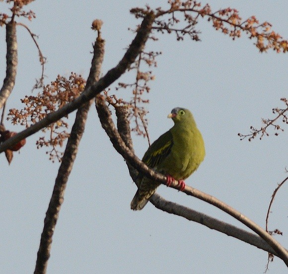 Thick-billed Green-Pigeon - Prasad Ganpule
