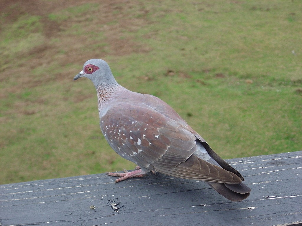 Speckled Pigeon - ML552146151