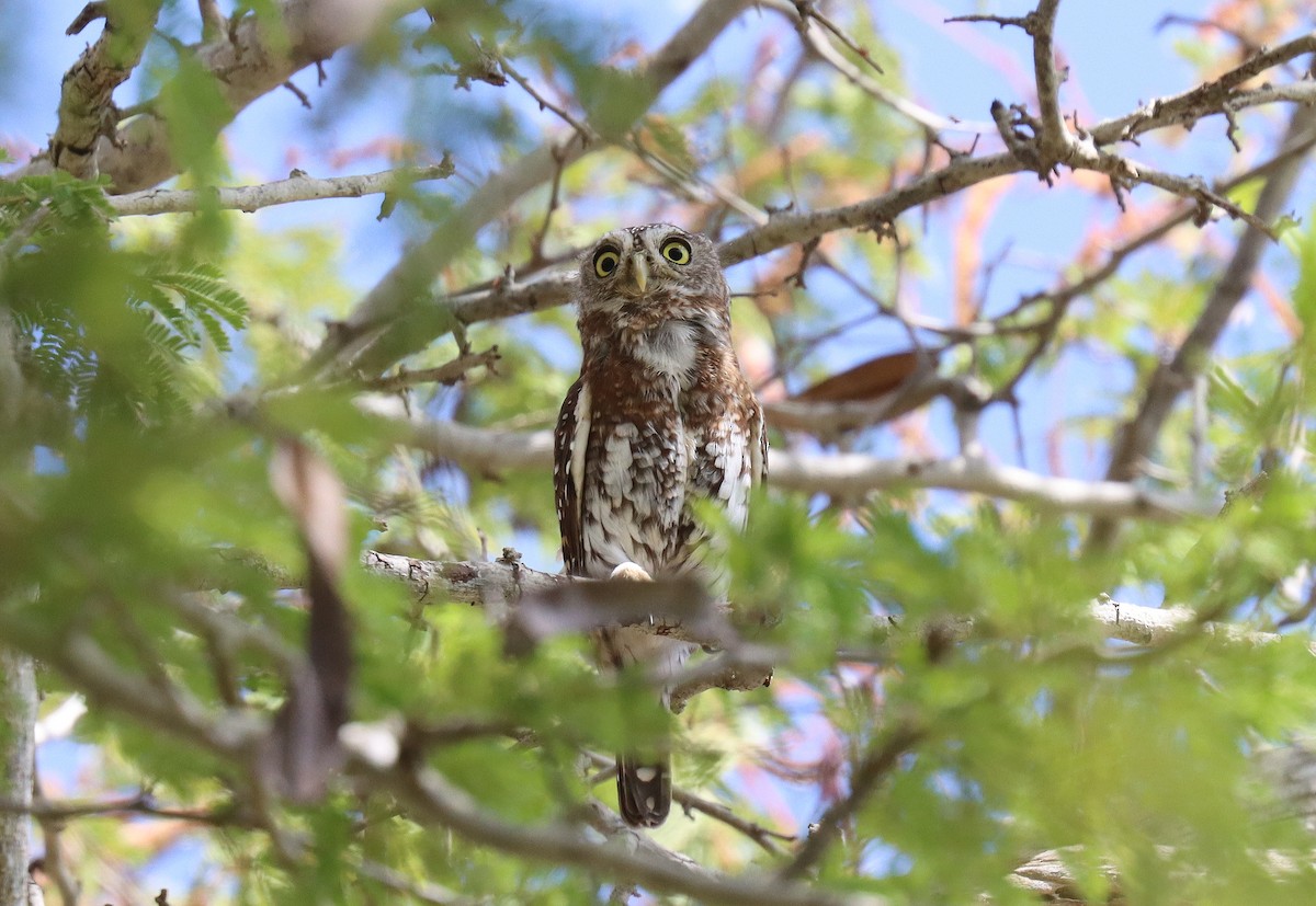 Pearl-spotted Owlet - ML552146641