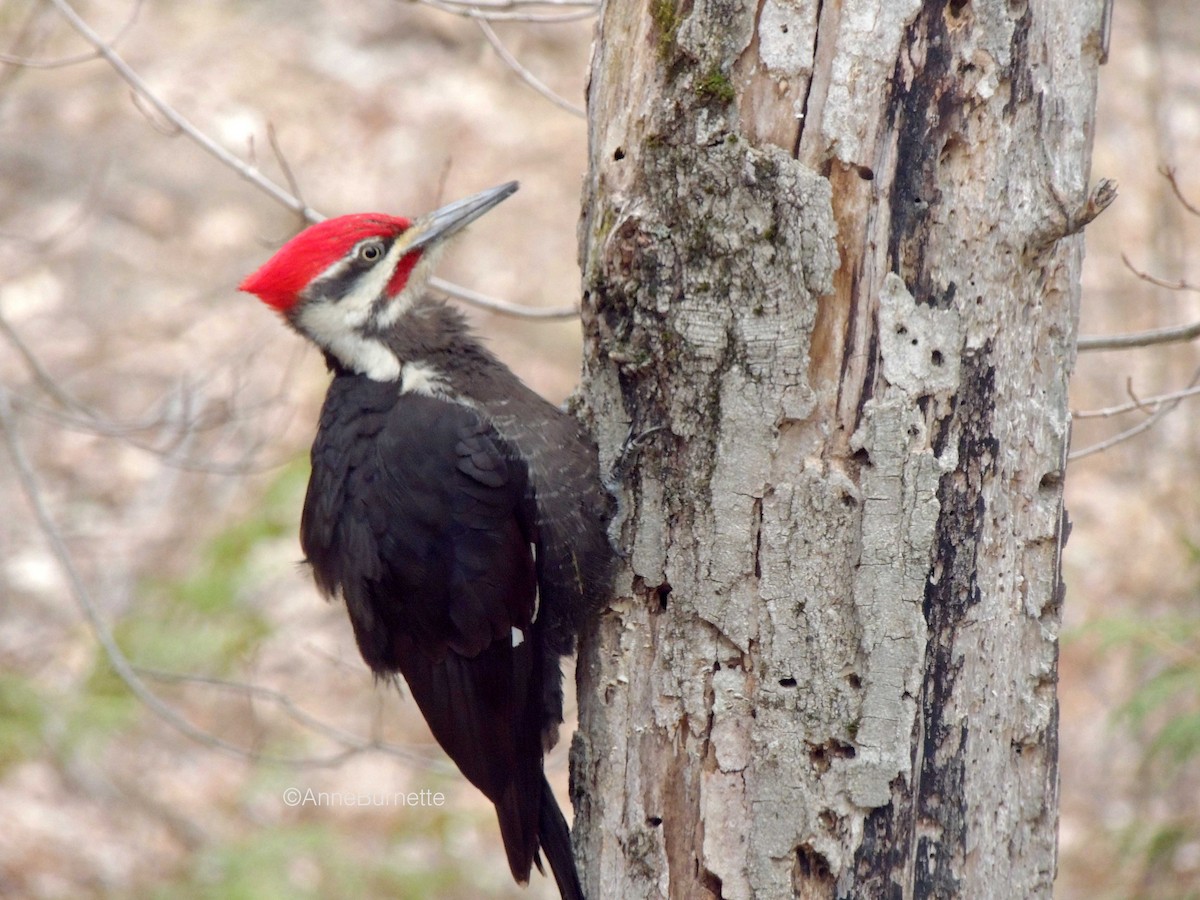 Pileated Woodpecker - ML55214691