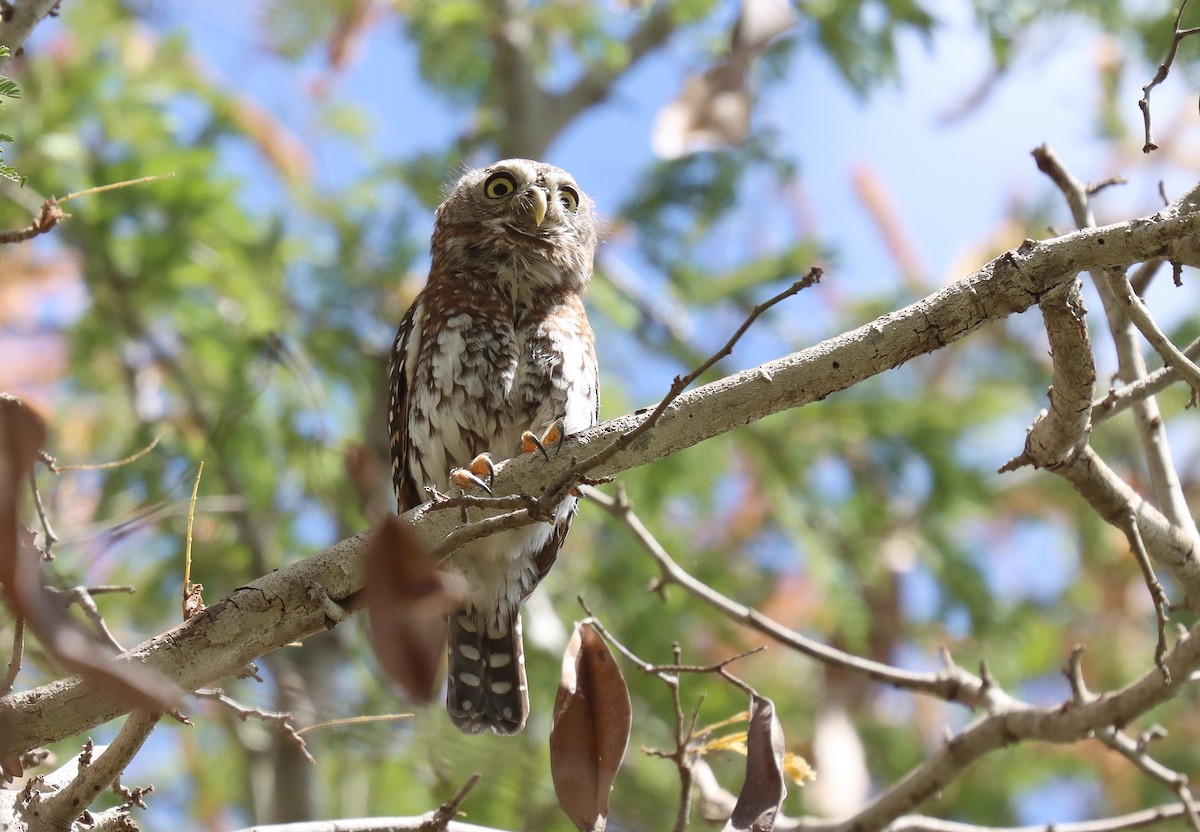 Pearl-spotted Owlet - ML552147511