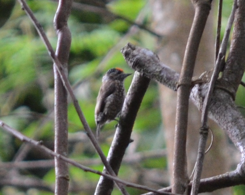 Spotted Piculet - ML552147991