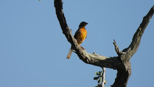 Golden-breasted Bunting - ML552149601