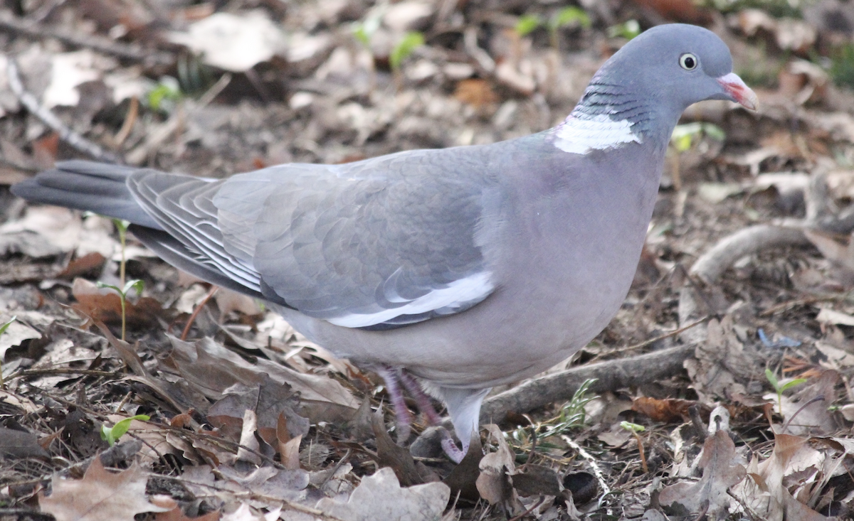 Common Wood-Pigeon - ML552150221