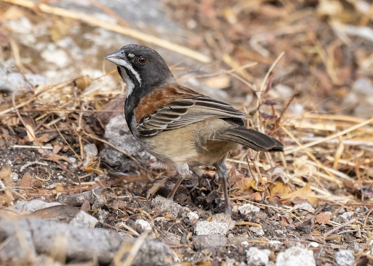 Black-chested Sparrow - ML552153691
