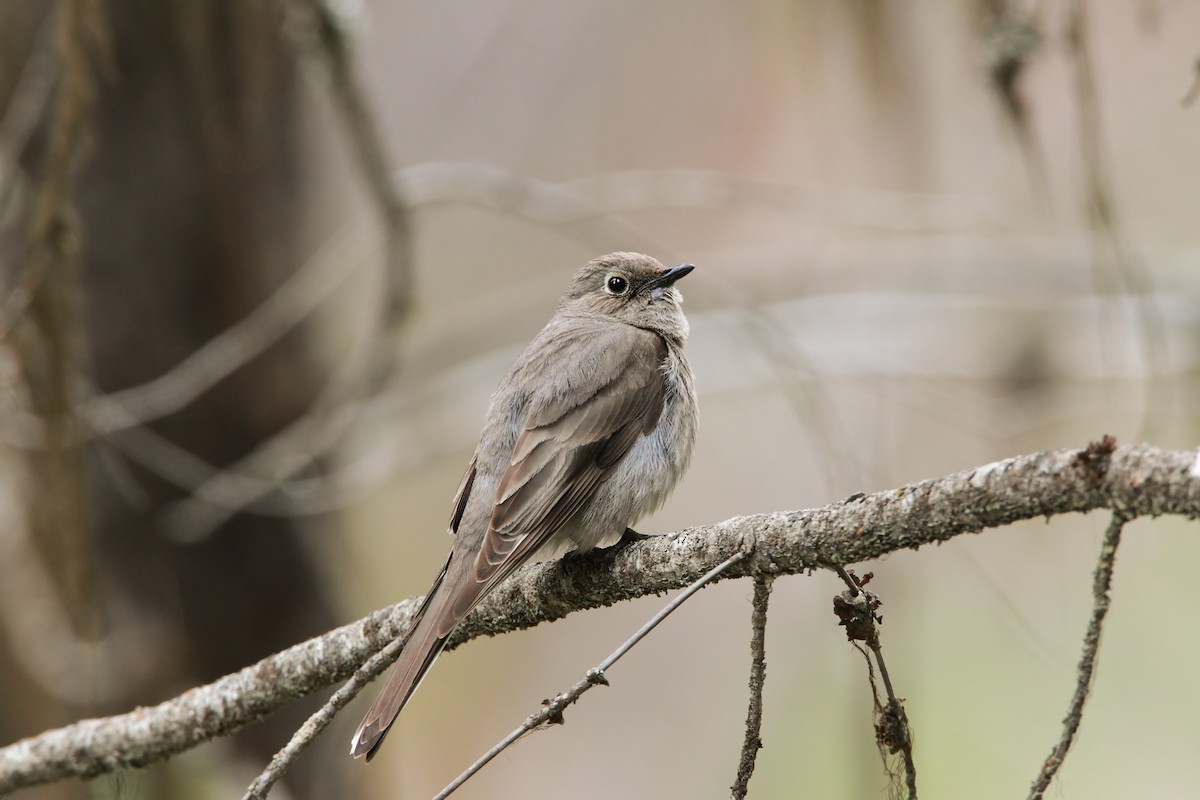 Townsend's Solitaire - ML552155061
