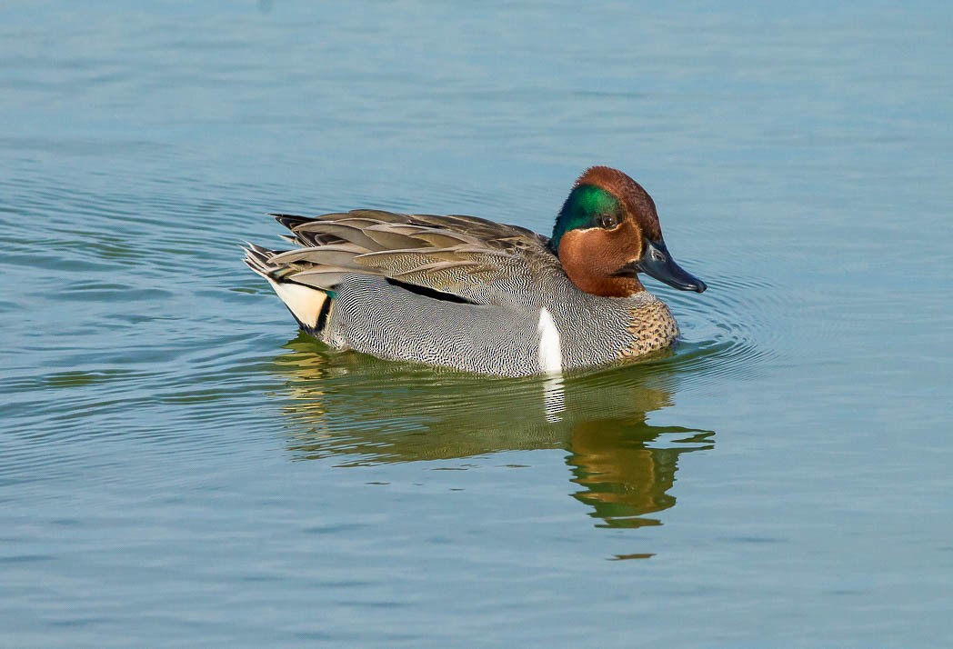 Green-winged Teal - ML55215721