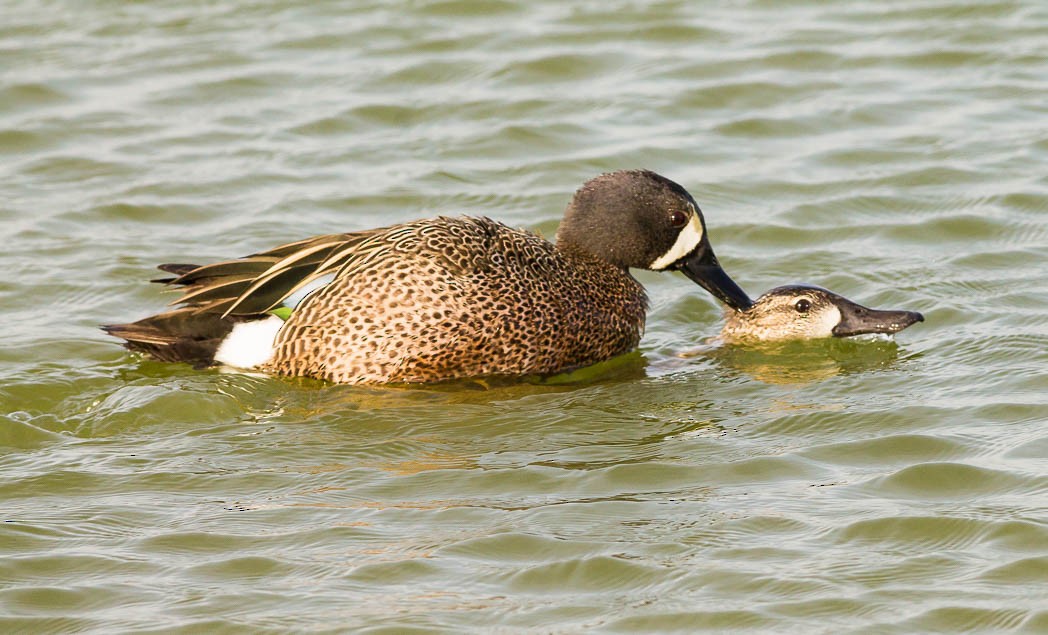 Blue-winged Teal - ML55215771
