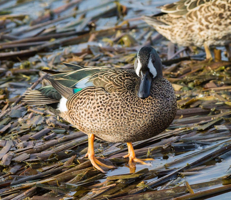 Blue-winged Teal - ML55215781
