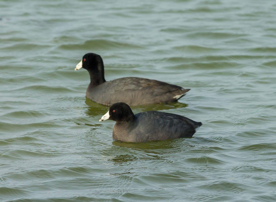American Coot (Red-shielded) - ML55215811