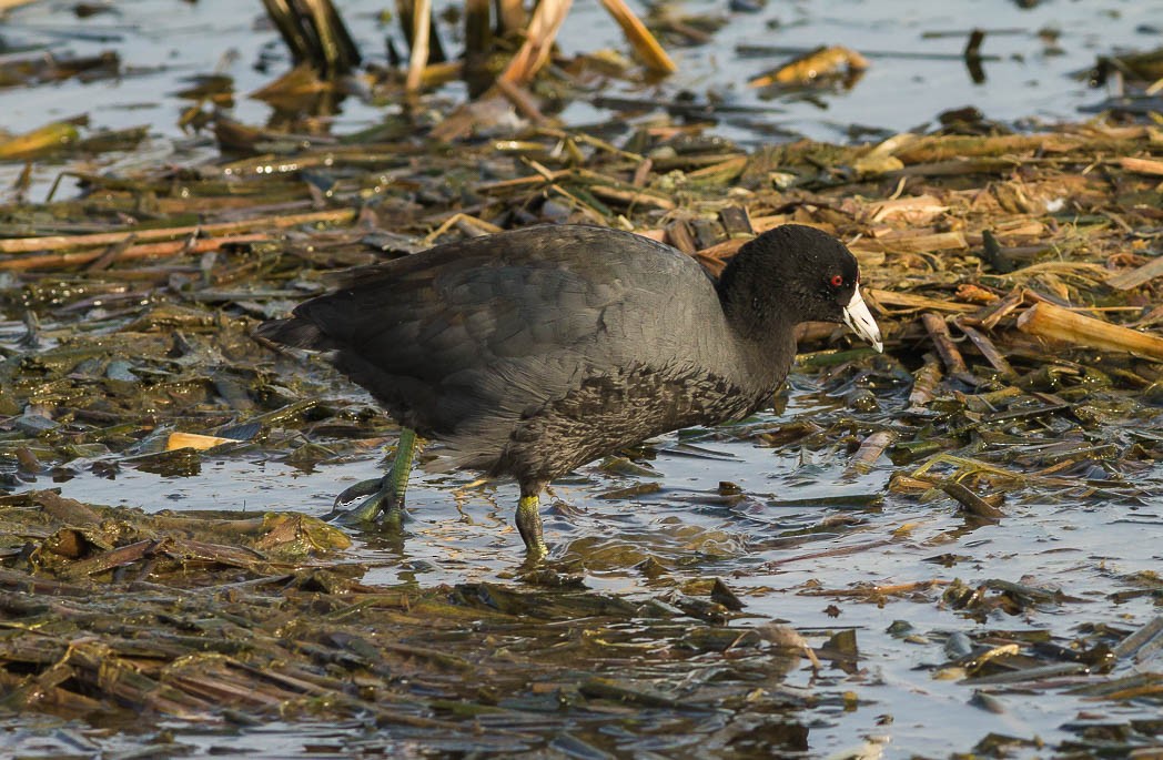 American Coot (Red-shielded) - ML55215821