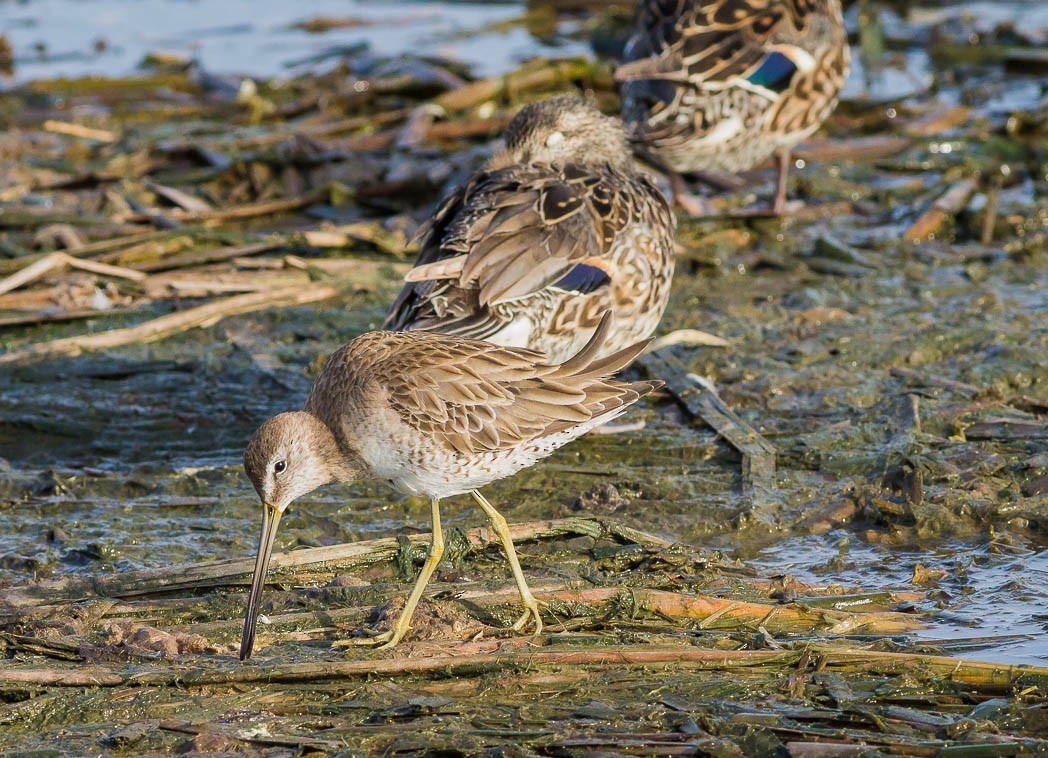 Long-billed Dowitcher - ML55215831