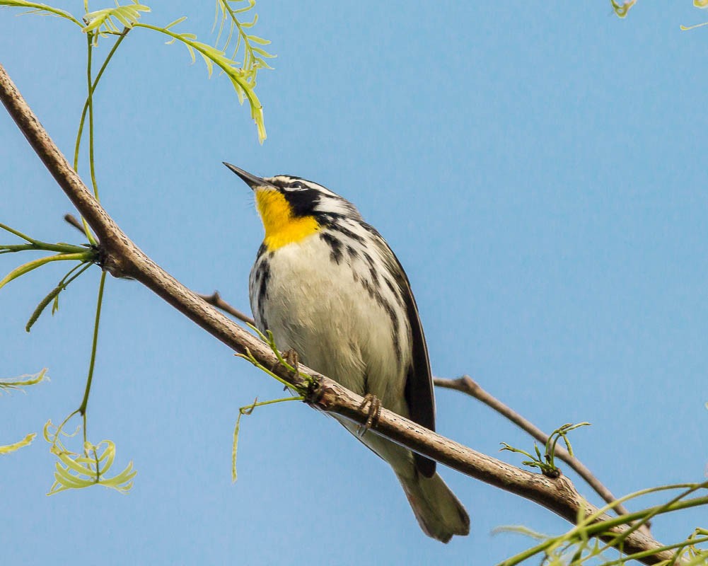 Yellow-throated Warbler - ML55215841