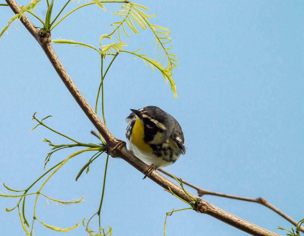 Yellow-throated Warbler - ML55215851