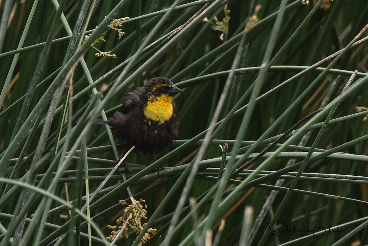 Yellow-headed Blackbird - Deborah Bifulco