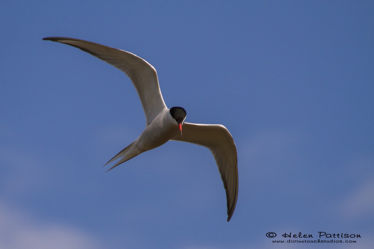 Common Tern - Helen Pattison