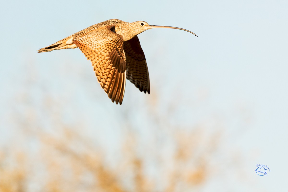 Long-billed Curlew - ML55216351