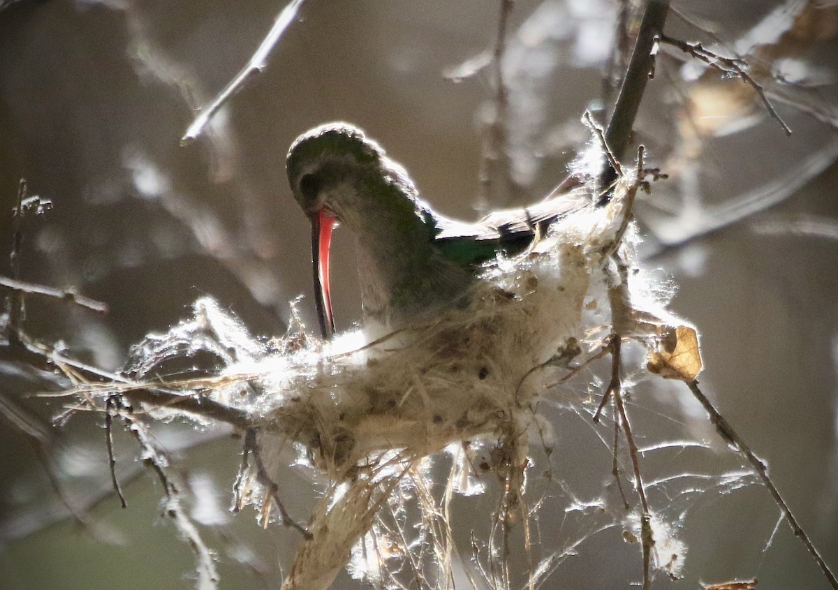 Broad-billed Hummingbird - ML552165101
