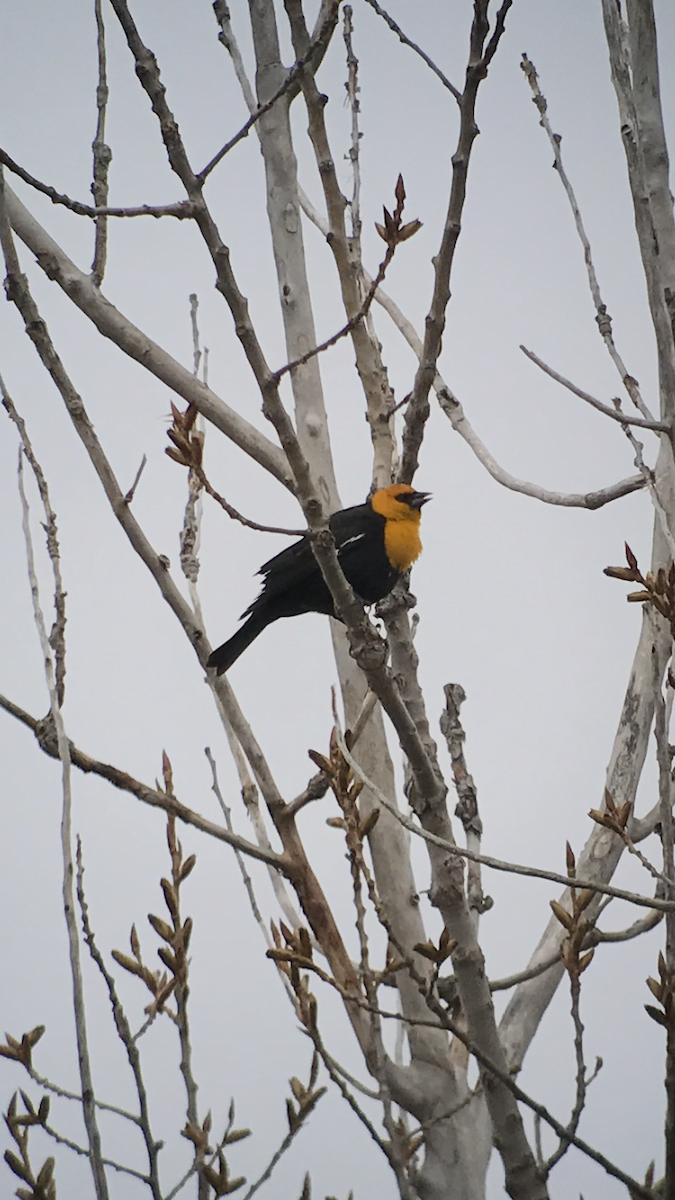 Yellow-headed Blackbird - J Brett