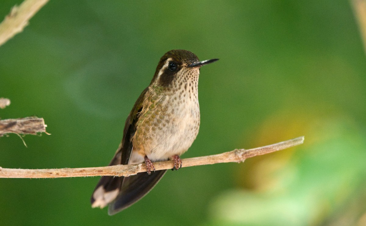 Speckled Hummingbird - ML552172211