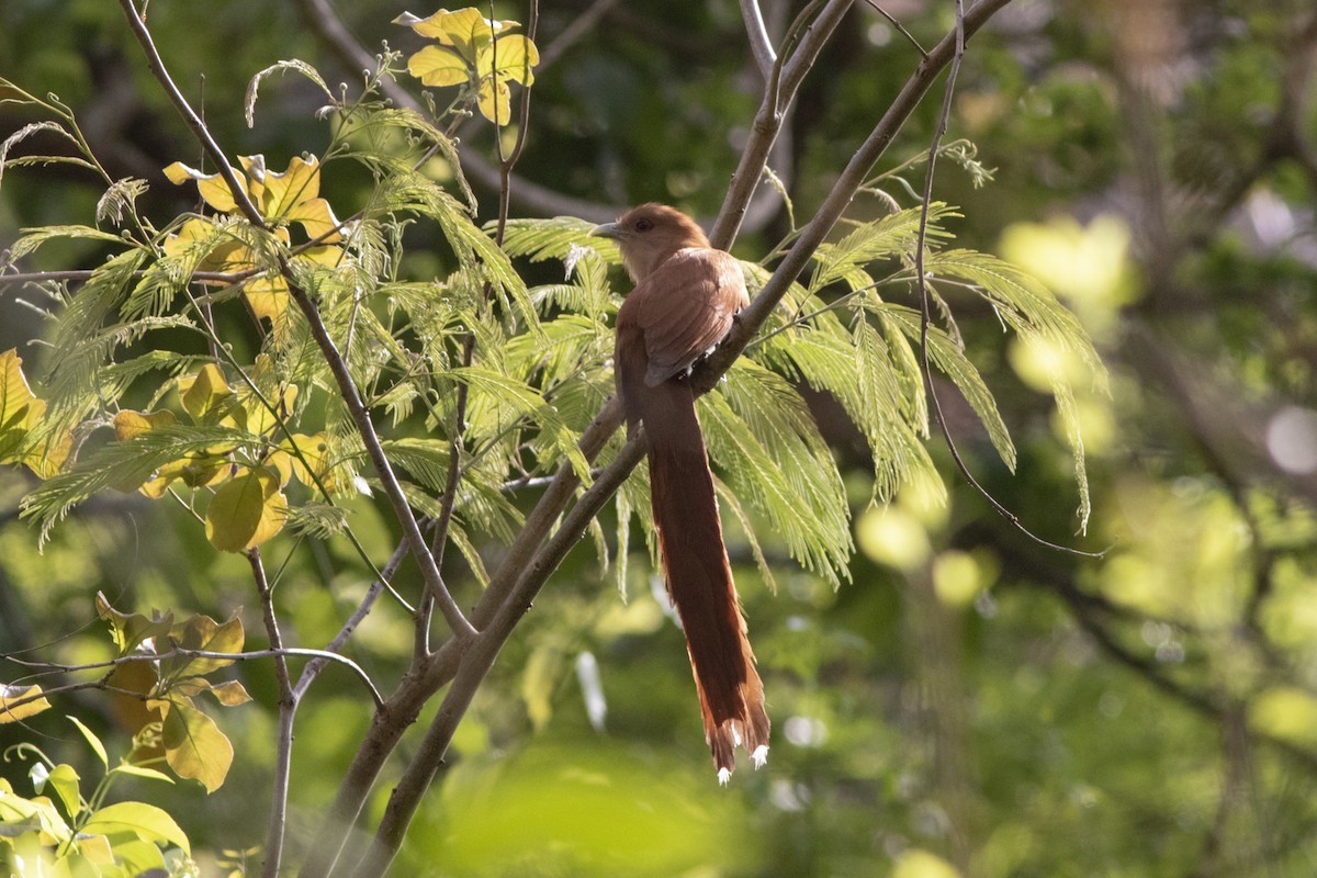 Squirrel Cuckoo (Amazonian) - ML552182841