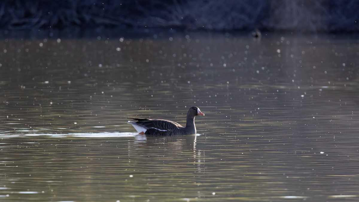 Greater White-fronted Goose - ML552186301
