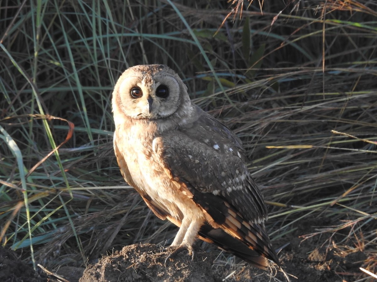 Marsh Owl - ML552186311