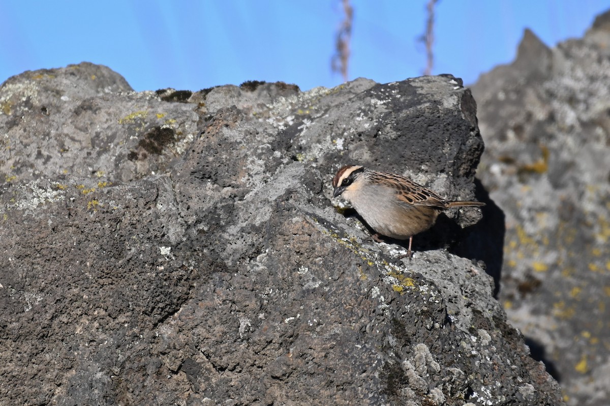 Striped Sparrow - ML552187381