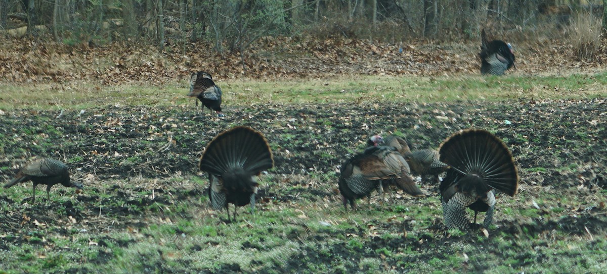 eBird Checklist - 1 Apr 2023 - 68 Obre Road, Colts Neck, New Jersey, US ...