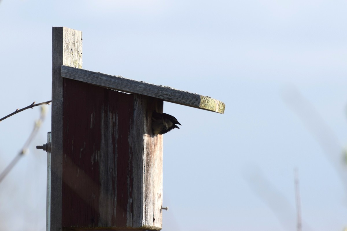 House Sparrow - irina shulgina