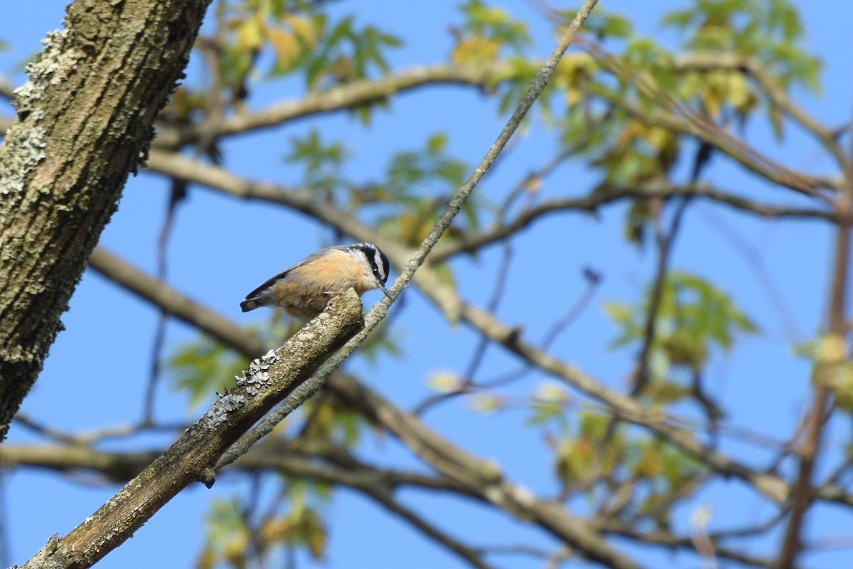 Red-breasted Nuthatch - ML55219531
