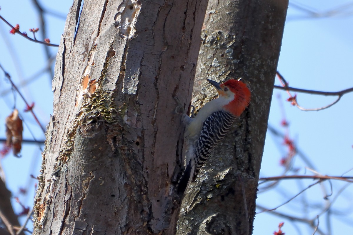 Red-bellied Woodpecker - ML55219781